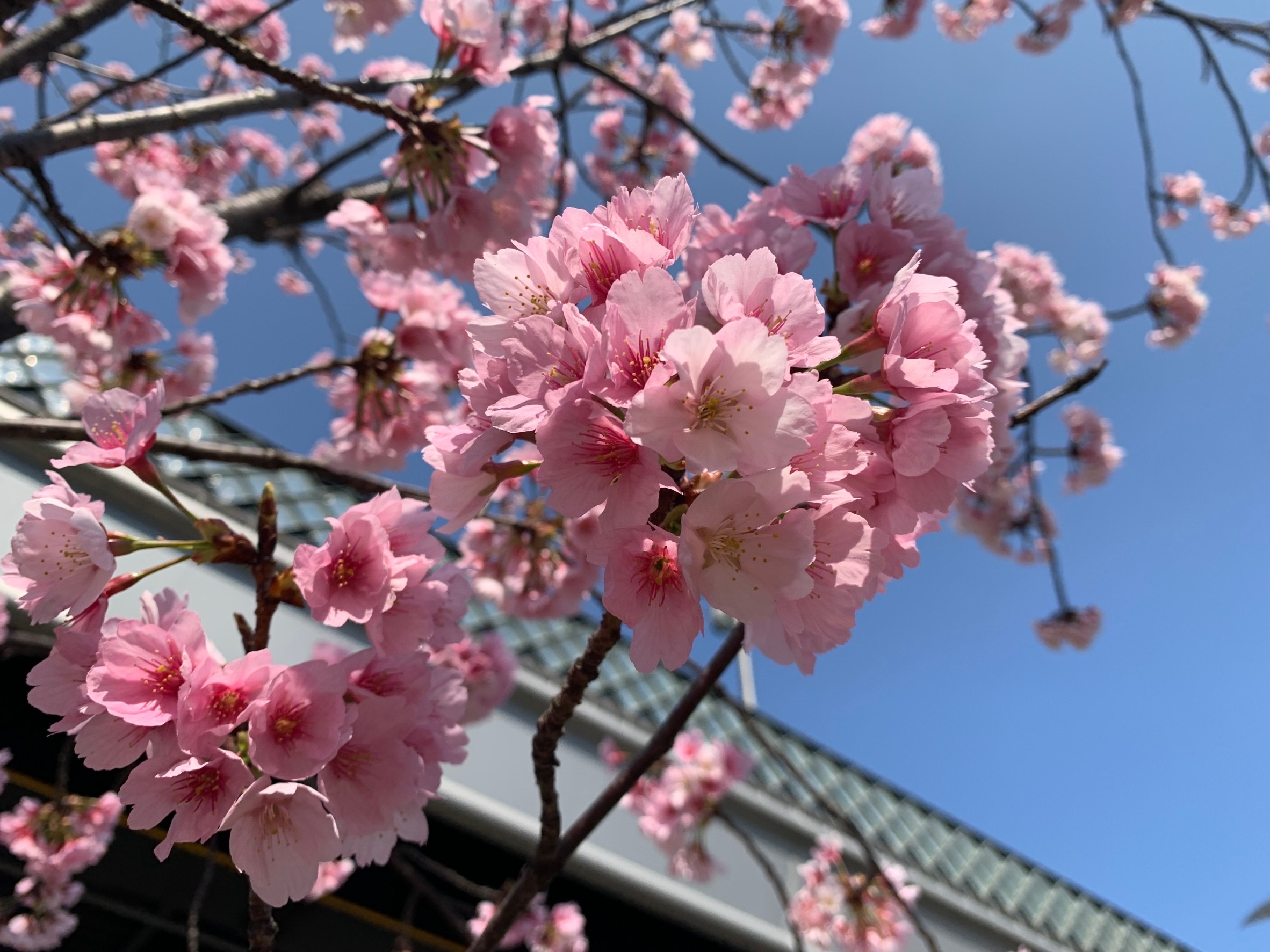 桜⤴︎＆花粉症⤵︎