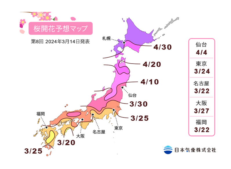 桜の開花！満開が楽しみ♪