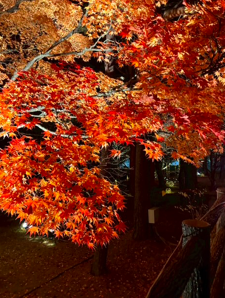 紅葉を楽しめる季節になりました♪